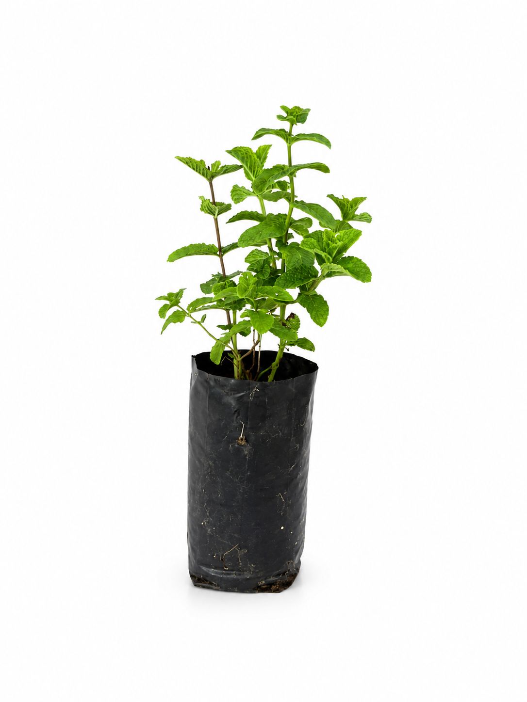 Mentha