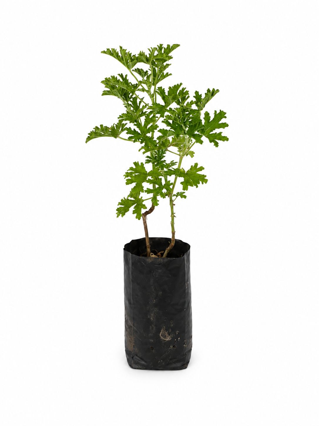 Géranium odorant