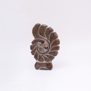 Fossile d'ammonite