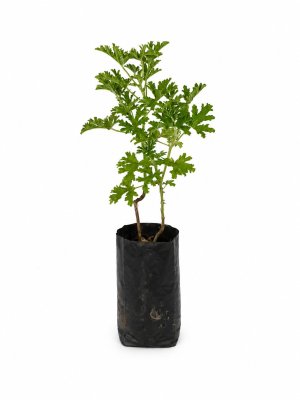 Géranium odorant